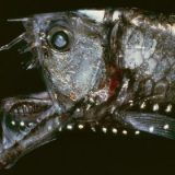 Sự thật phía sau dáng vẻ quái đản của cá biển sâu