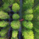 Trung Quốc đứng đầu thế giới về diện tích rừng nhân tạo