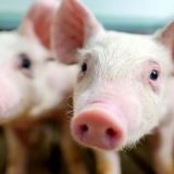 Trung Quốc nuôi thành công thận người trong phôi lợn